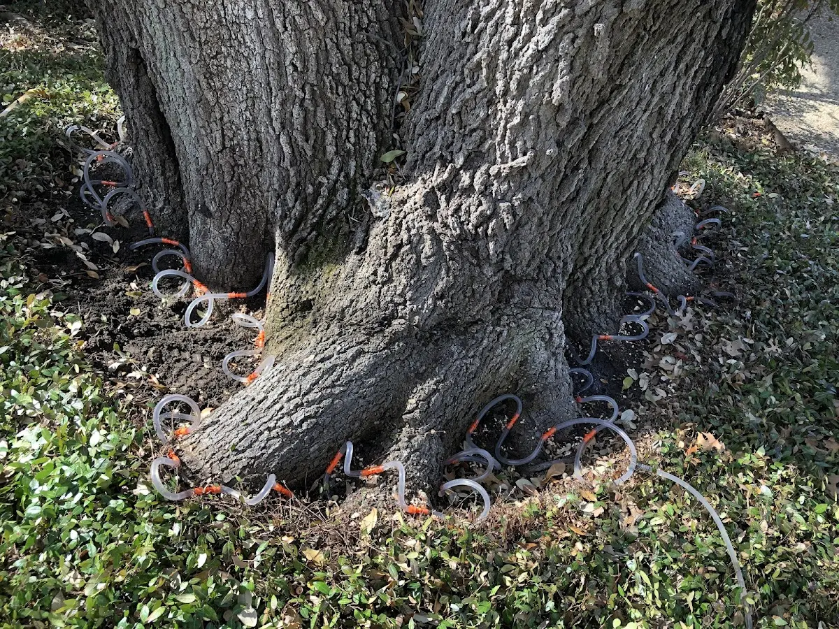 Detailed Tree Cabling and Bracing job site in Puxico